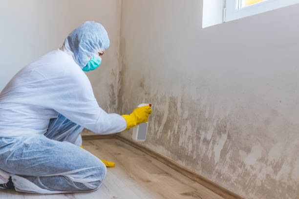 Licensed Mold Remediation service in Fulton, TX - 24 Hour Mold Removal